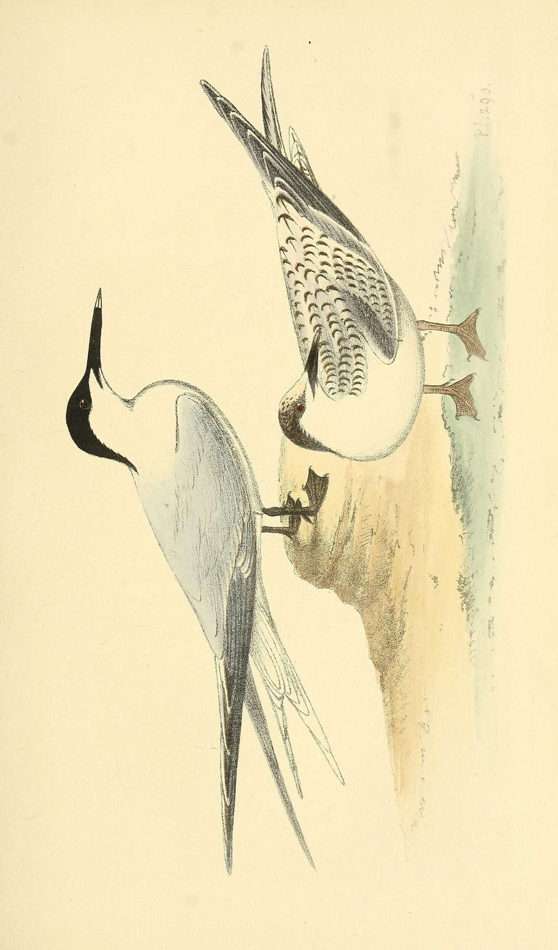 Image of Sandwich Tern