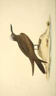 Image of Brown Noddy