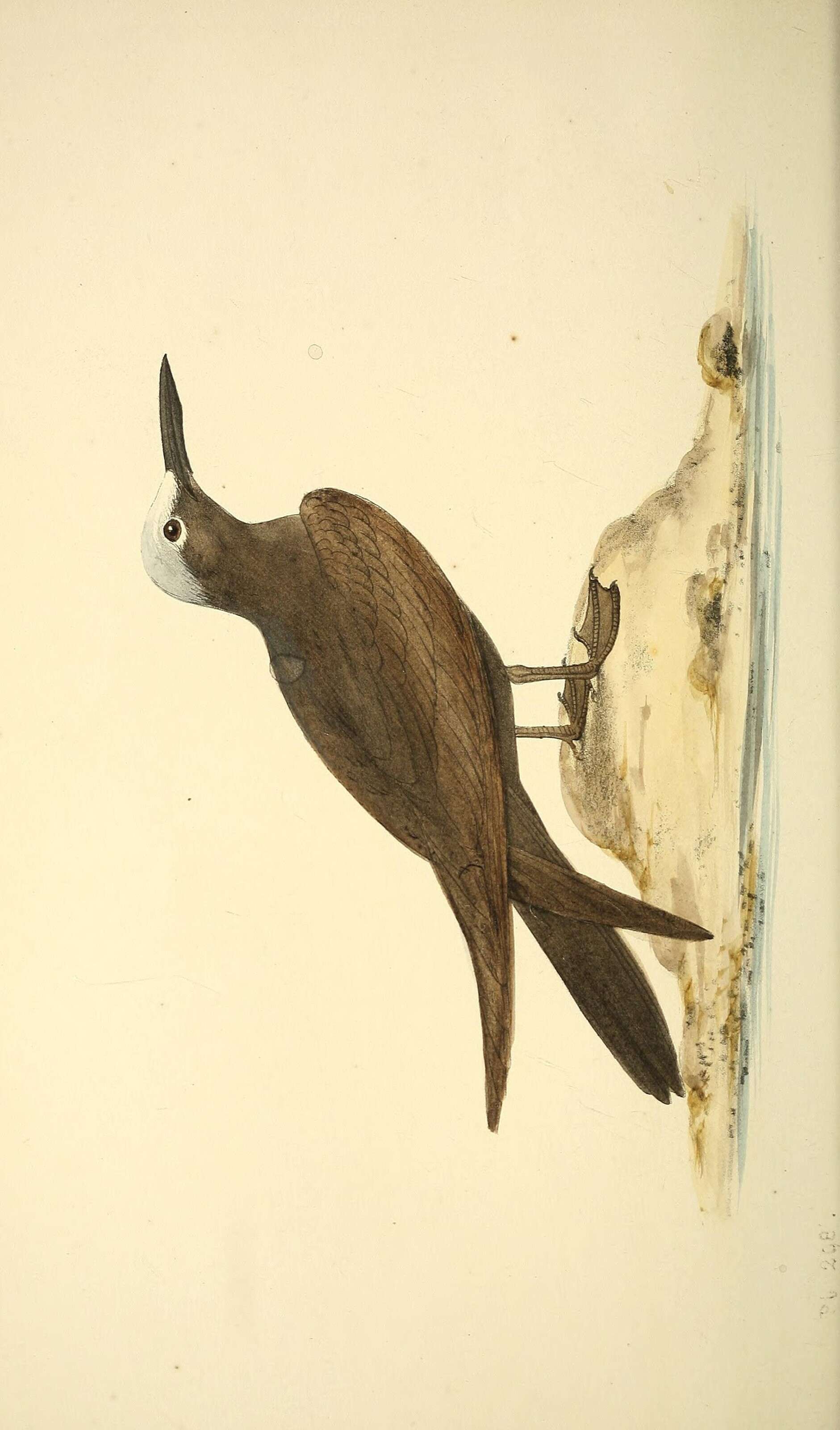 Image of Brown Noddy