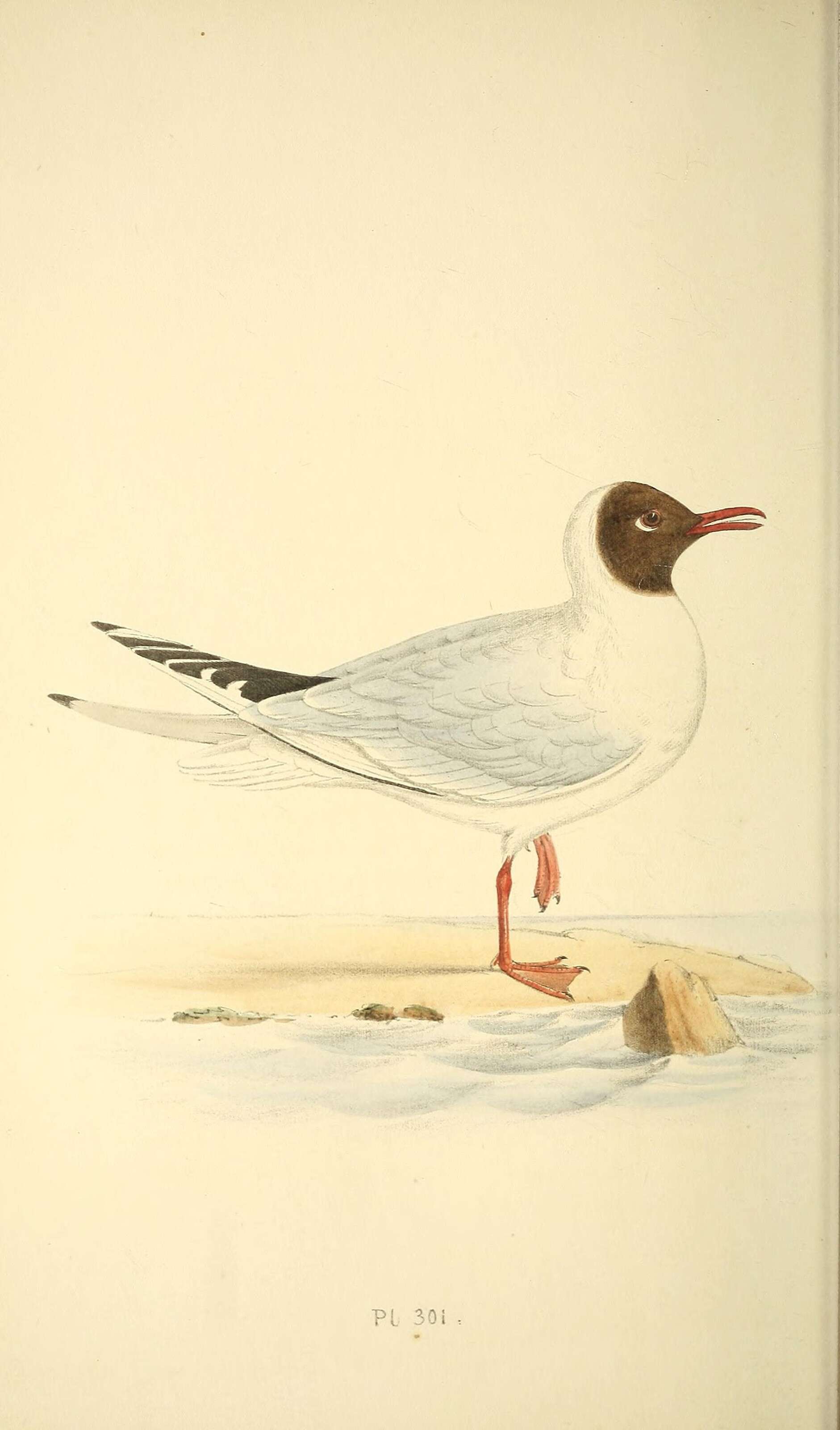 Imagem de Chroicocephalus brunnicephalus (Jerdon 1840)