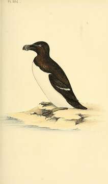 Image of Lesser auk