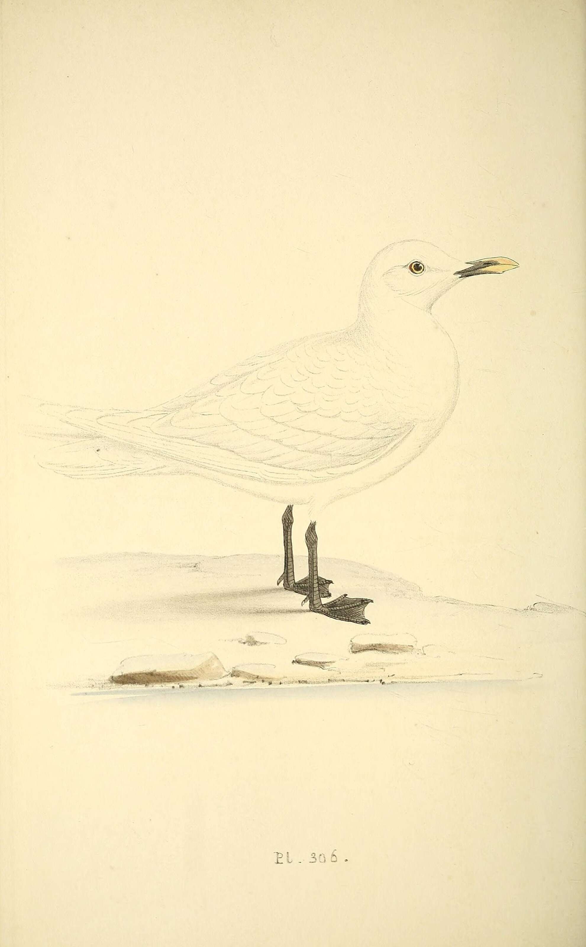 Image of Pagophila Kaup 1829