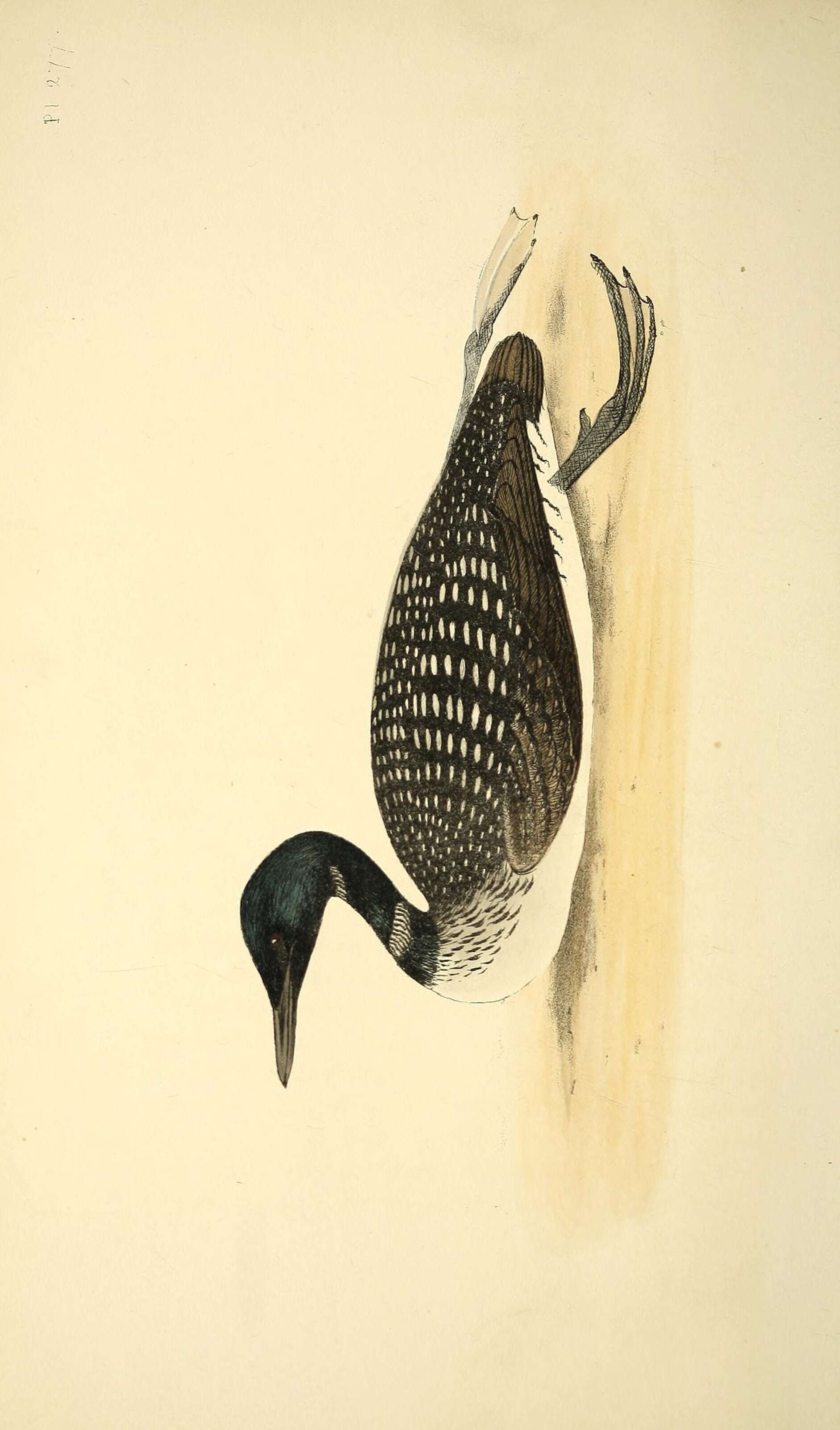 Image of loons