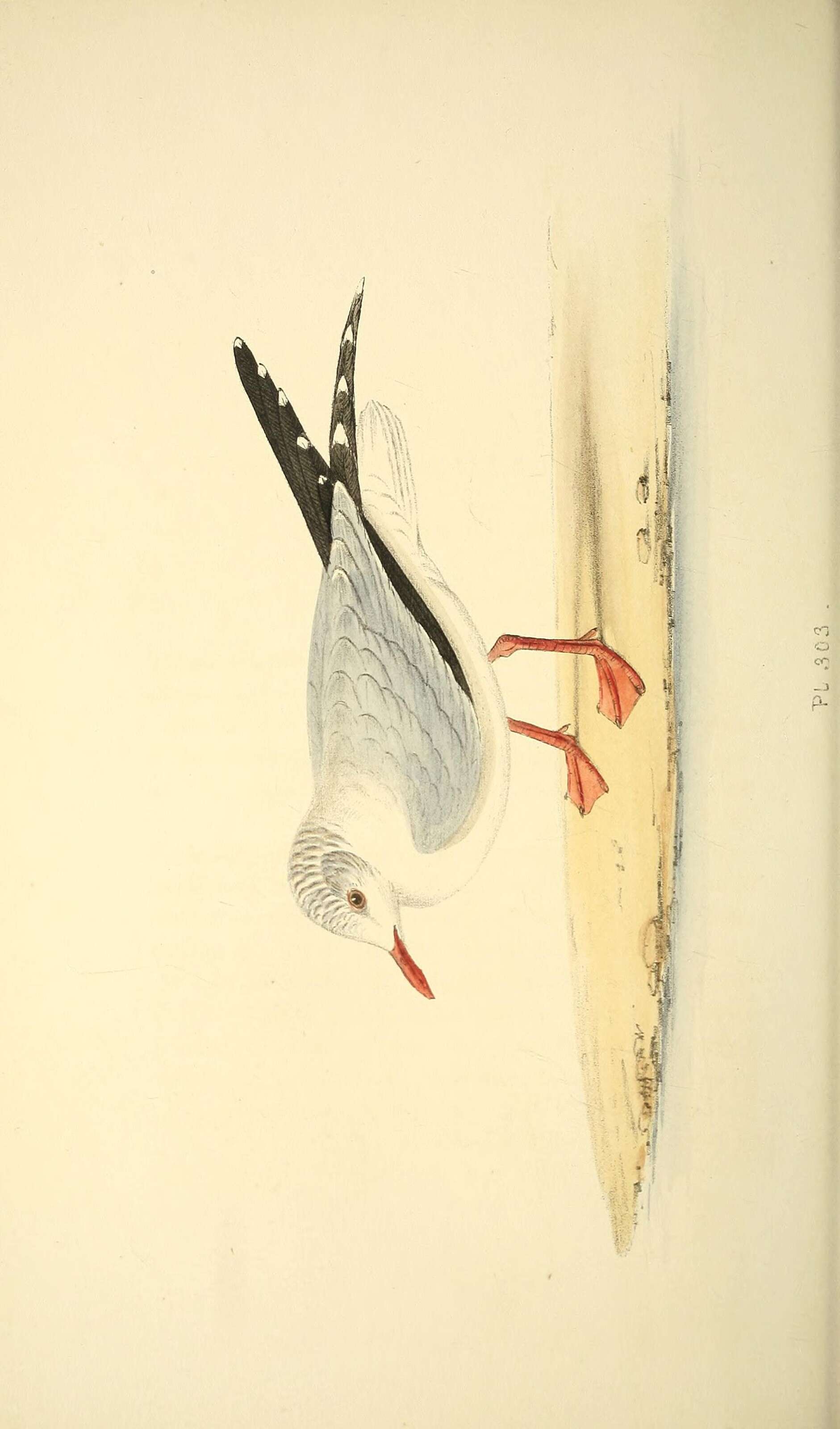 Image of Leucophaeus Bruch 1855