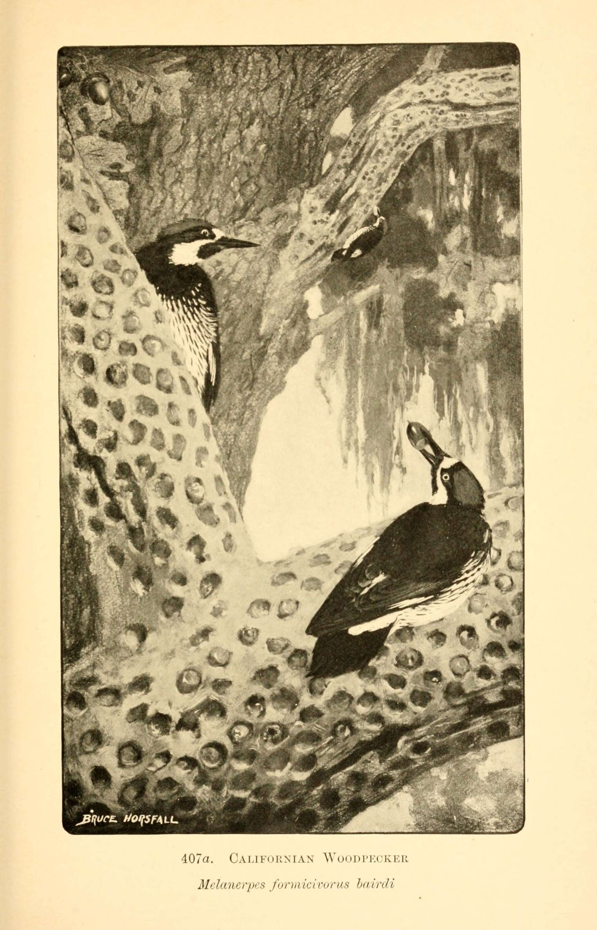 Image of Melanerpes formicivorus bairdi Ridgway 1881