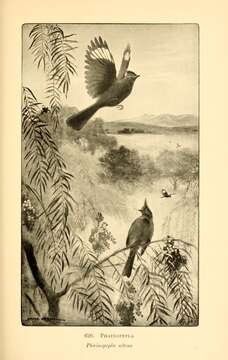 Image of Phainopepla Baird & SF 1858