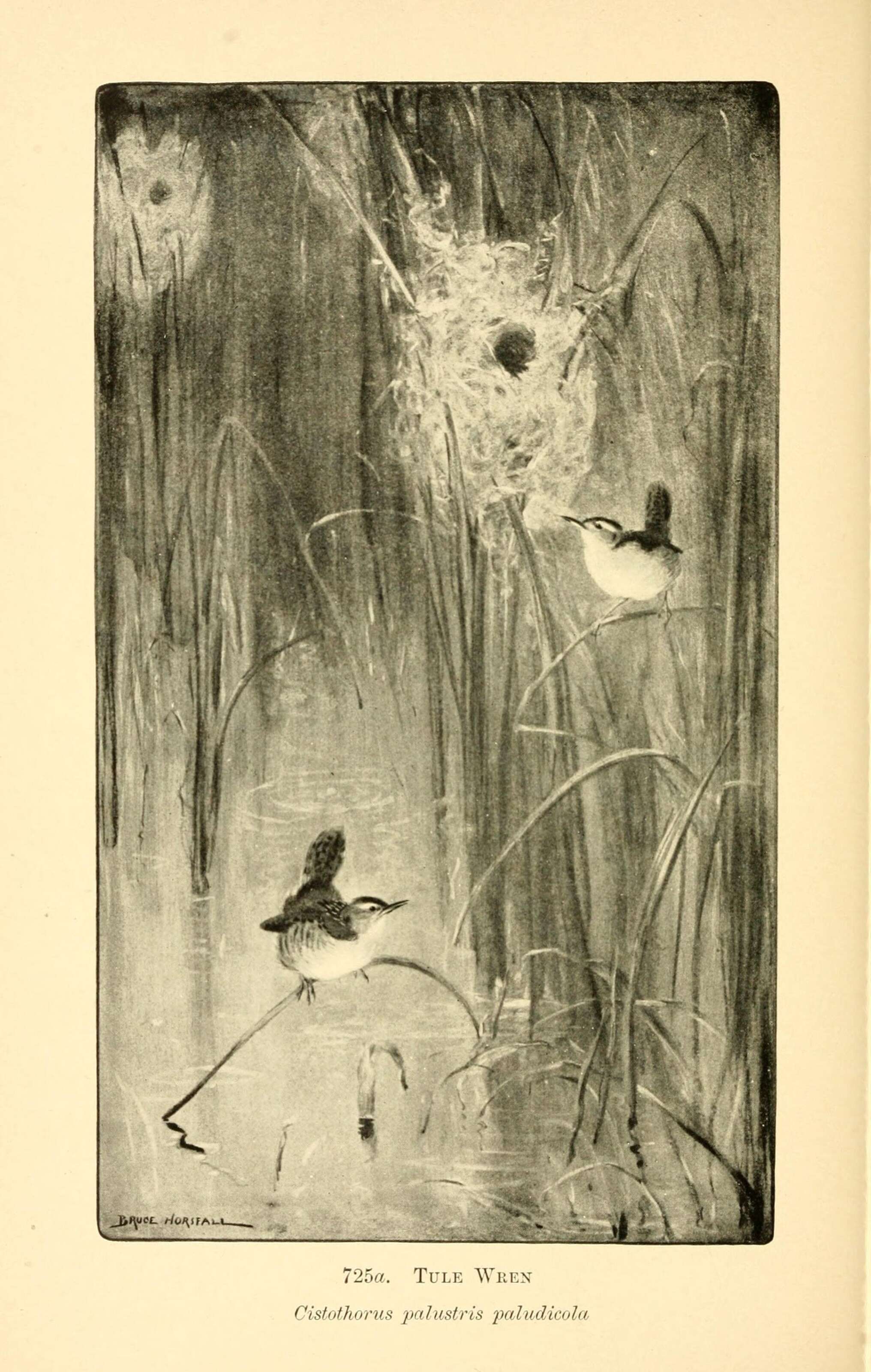 Image of Cistothorus palustris paludicola Baird & SF 1864