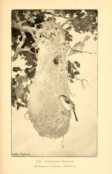 Image of Psaltriparus minimus californicus Ridgway 1884