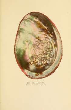 Image of red abalone