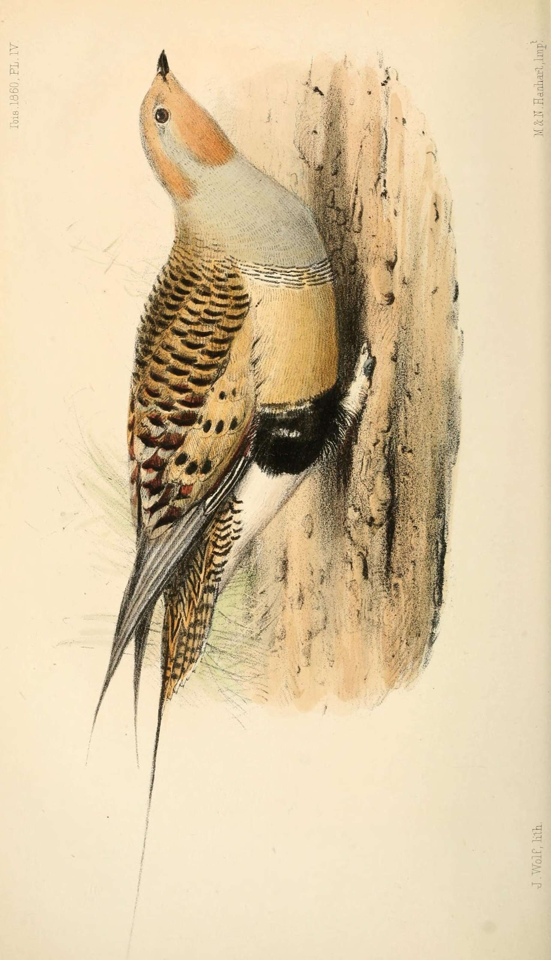 Image of Syrrhaptes Illiger 1811
