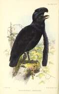 Image of Long-wattled Umbrellabird
