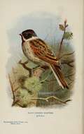 Image of Common Reed Bunting