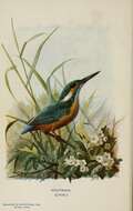 Image of Alcedo Linnaeus 1758