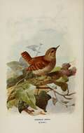 Image of Eurasian Wren