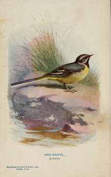 Imagem de Motacilla cinerea Tunstall 1771