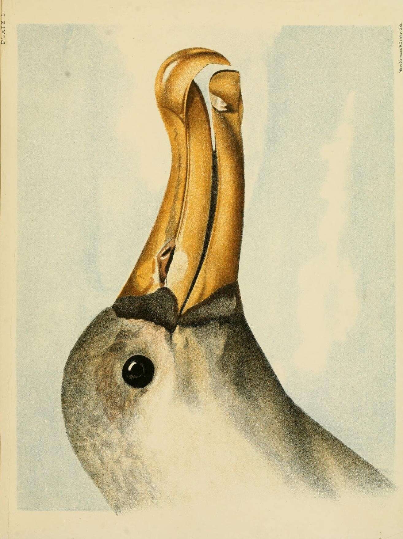 Image de Albatros hurleur
