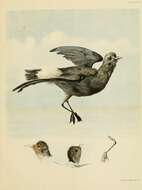 Image of British Storm Petrel