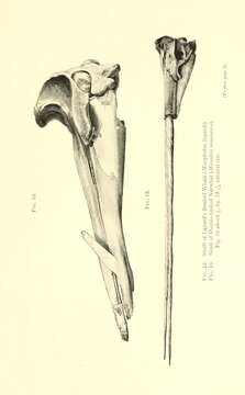 Image de Monodon Linnaeus 1758