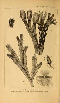 Image of Bladder Wrack