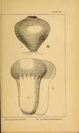 Imagem de Lycoperdon excipuliforme (Scop.) Pers. 1801