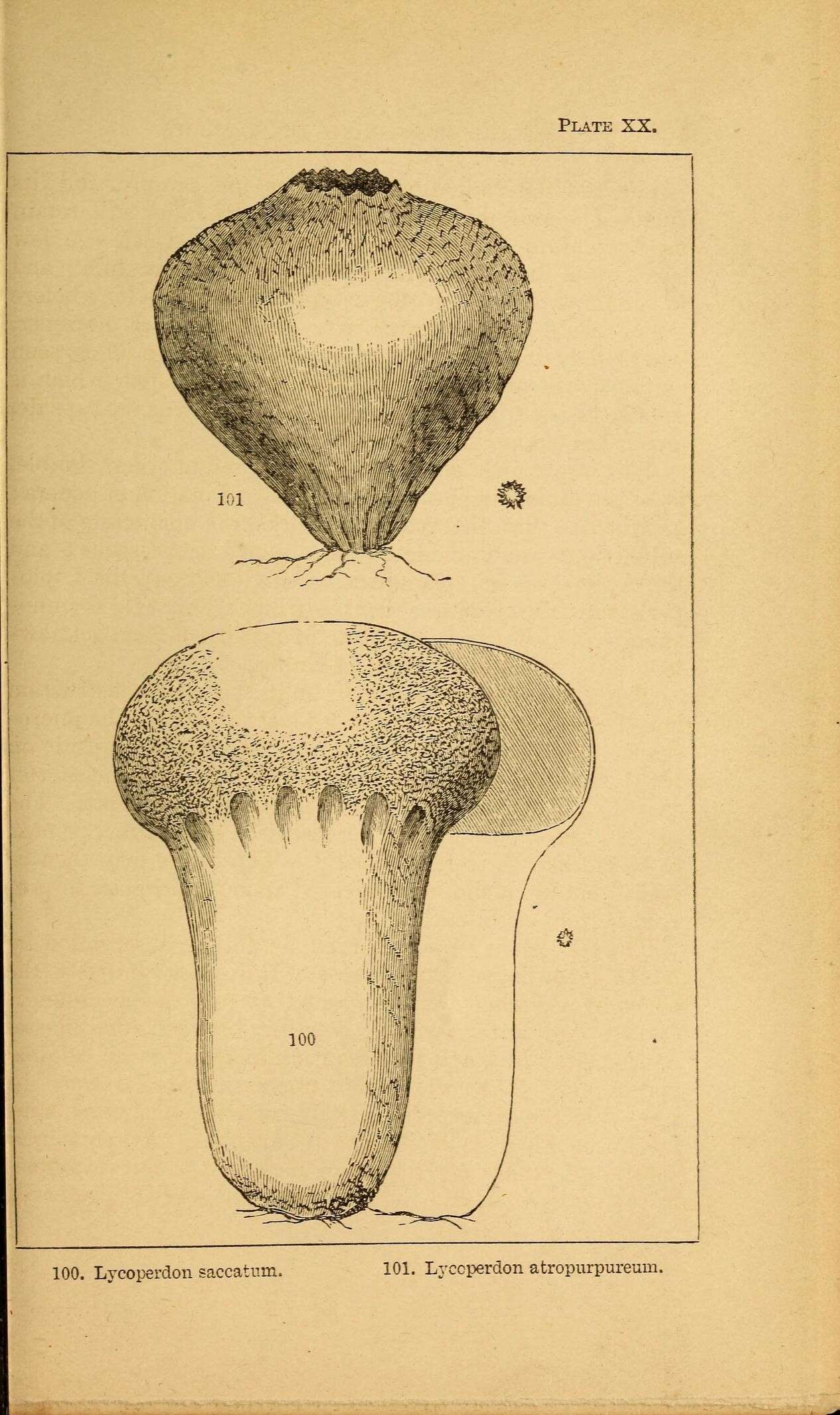 Imagem de Lycoperdon excipuliforme (Scop.) Pers. 1801