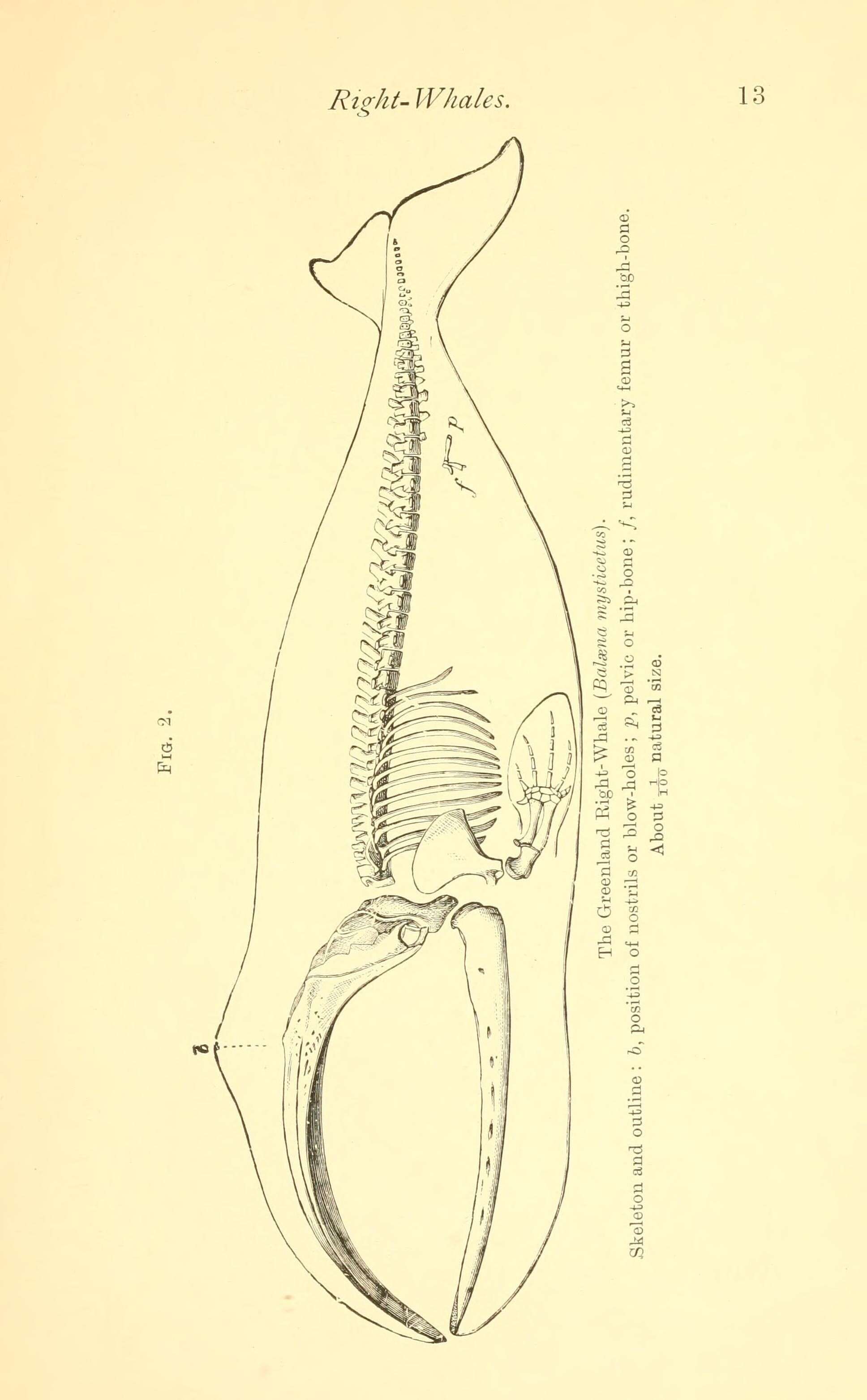 Image of Balaena Linnaeus 1758