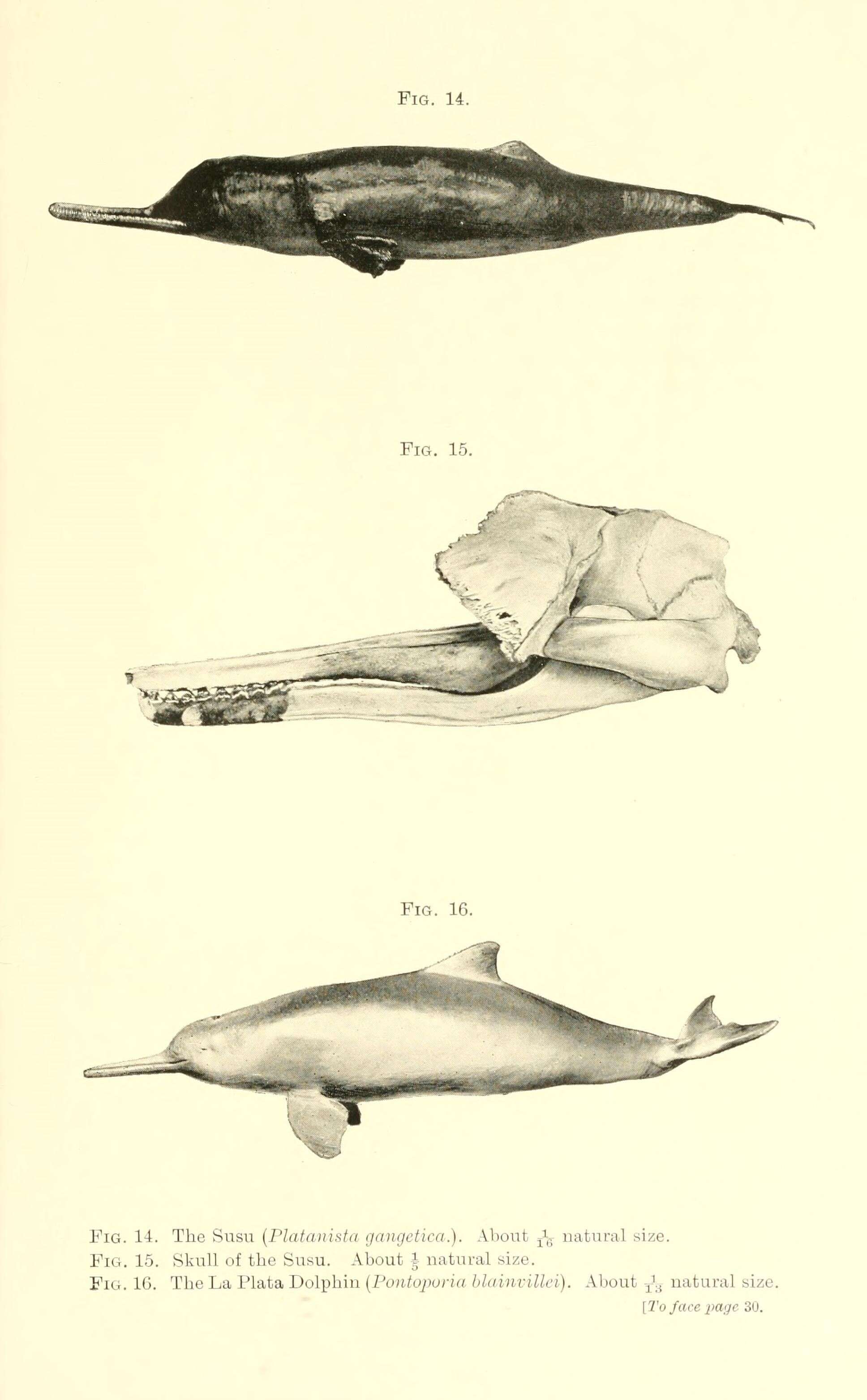Image of Indian river dolphins