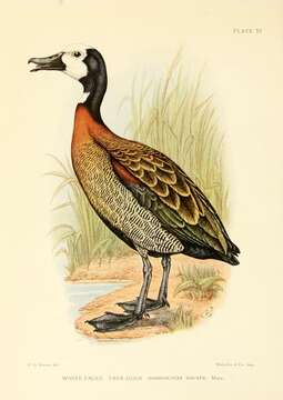 Image of White-faced Whistling Duck