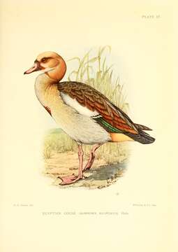 Image of Egyptian Goose