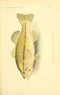 Image of black bass