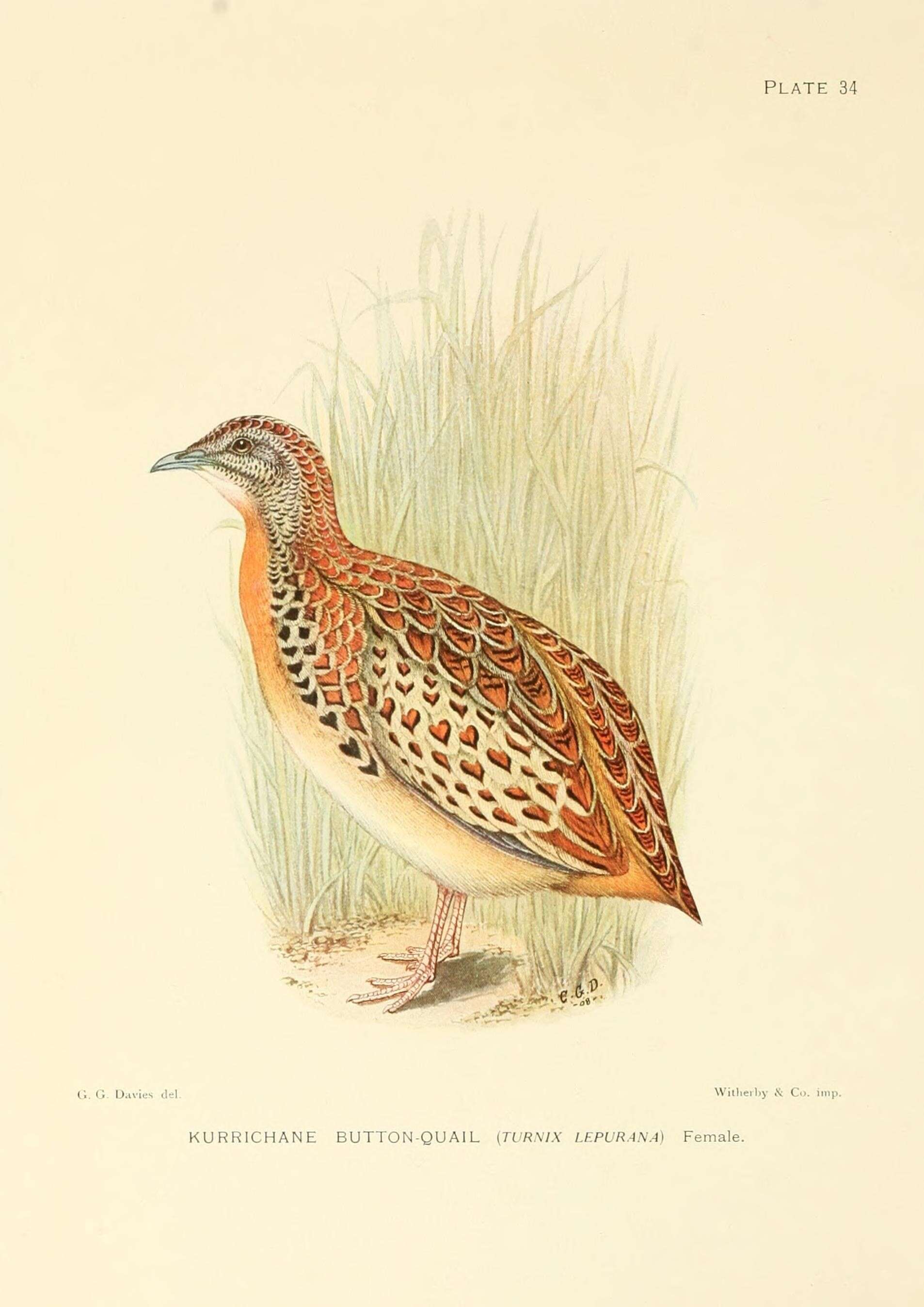 صورة Turnix sylvaticus lepurana (Smith & A 1836)