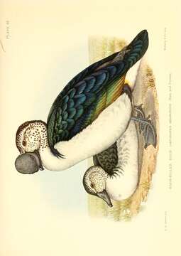 Image of Sarkidiornis Eyton 1838