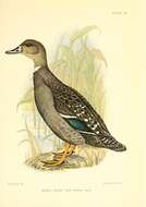 Image of African Black Duck