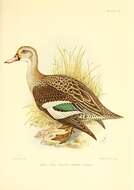 Image of Cape Teal