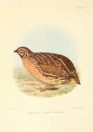 Image of Coturnix coturnix africana Temminck & Schlegel 1848