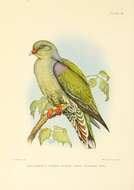 صورة Treron calvus delalandii (Bonaparte 1854)