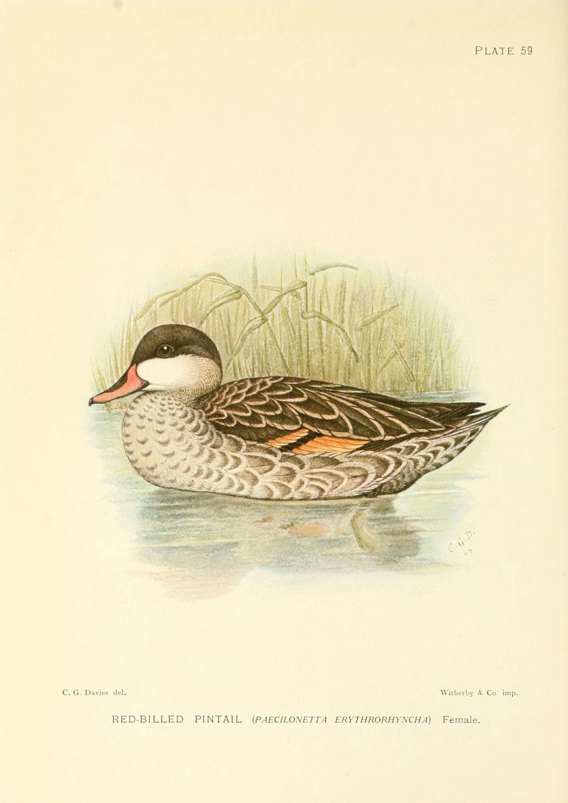 Image of Red-billed Teal