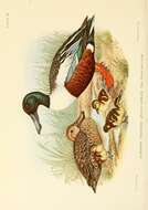 Image of Blue-winged teal