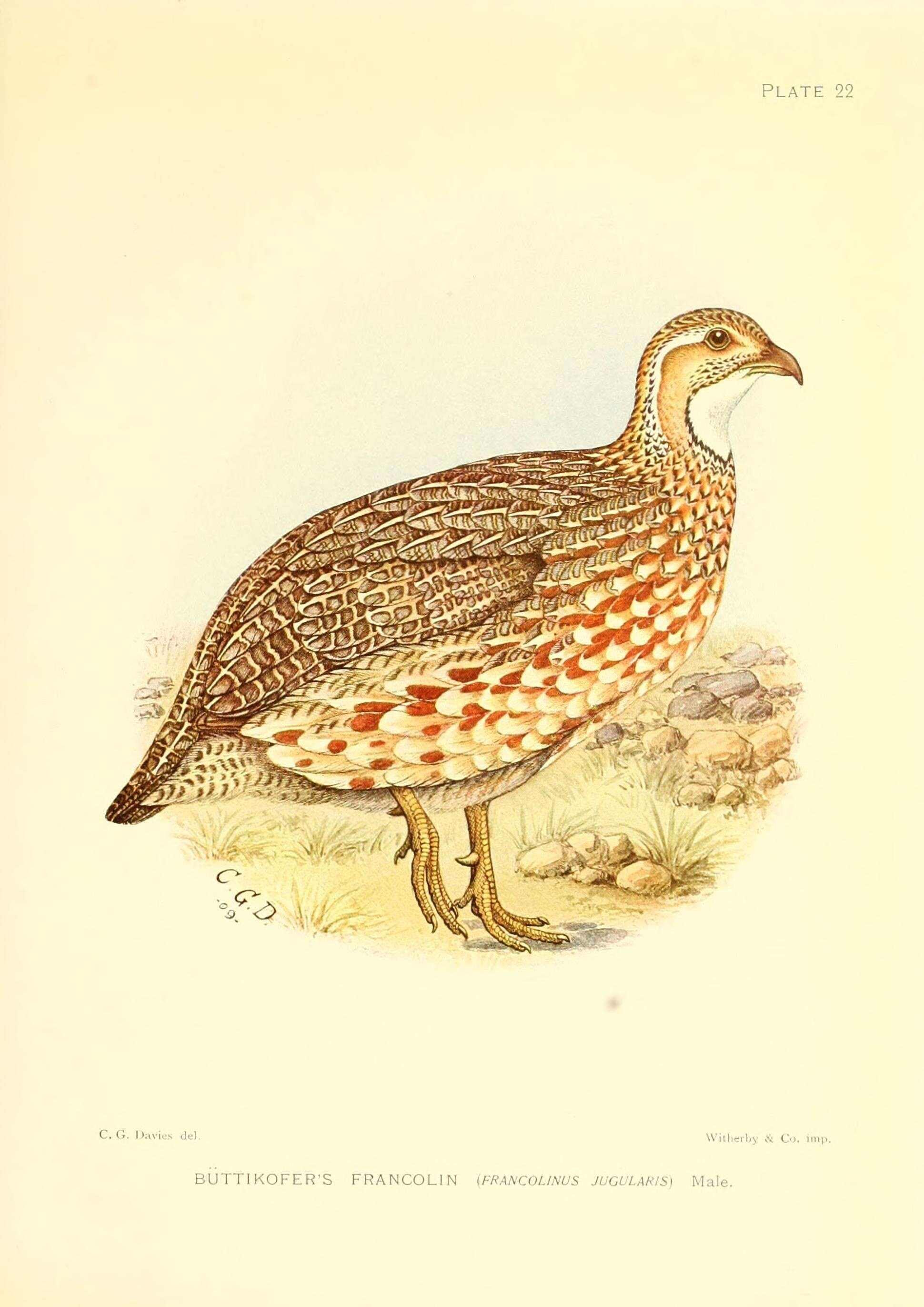 Image of Scleroptila gutturalis jugularis (Büttikofer 1889)