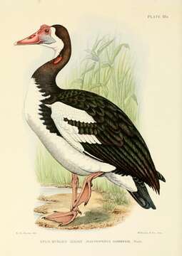 Image de Plectropterus Stephens 1824