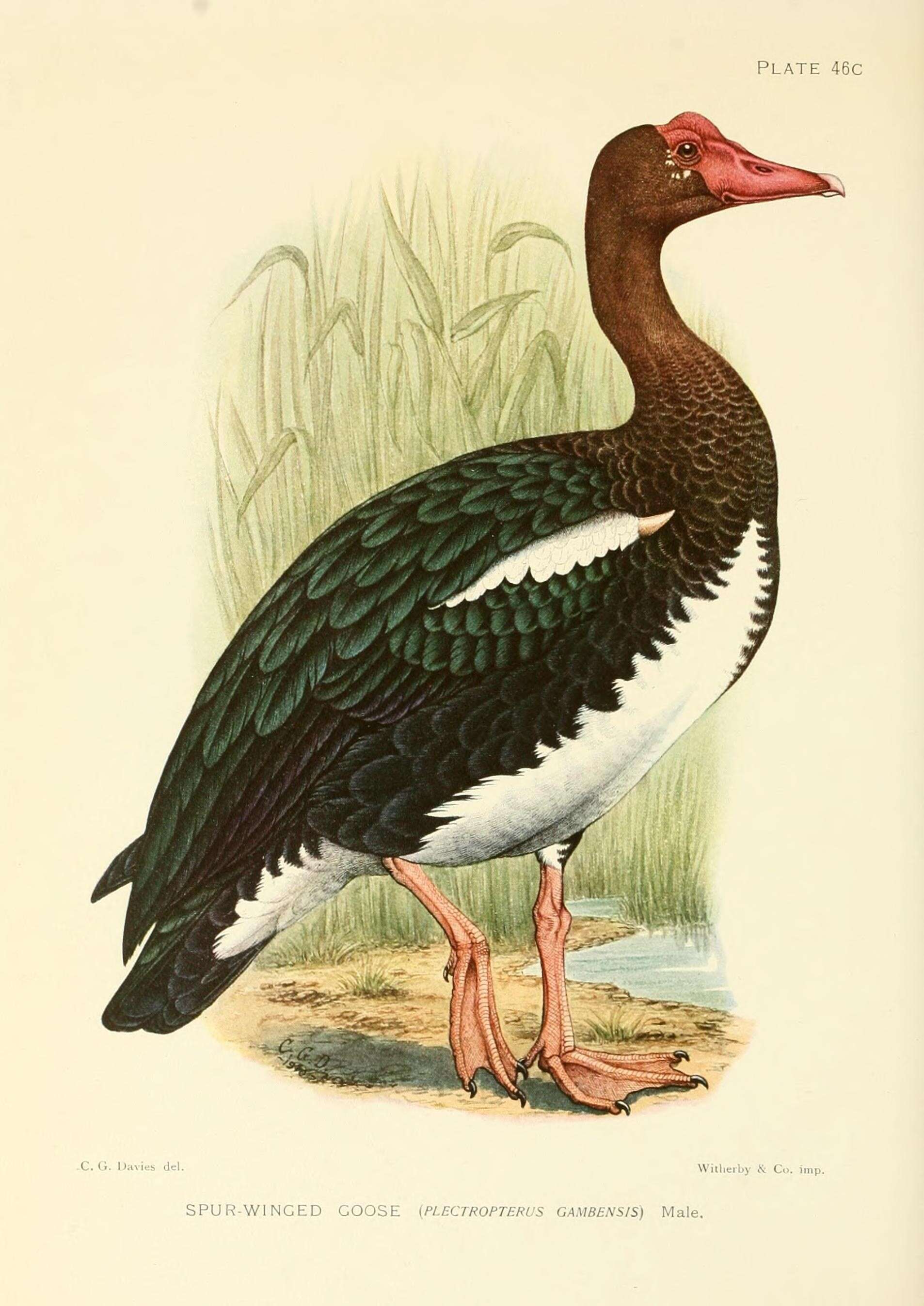 Image of Plectropterus Stephens 1824