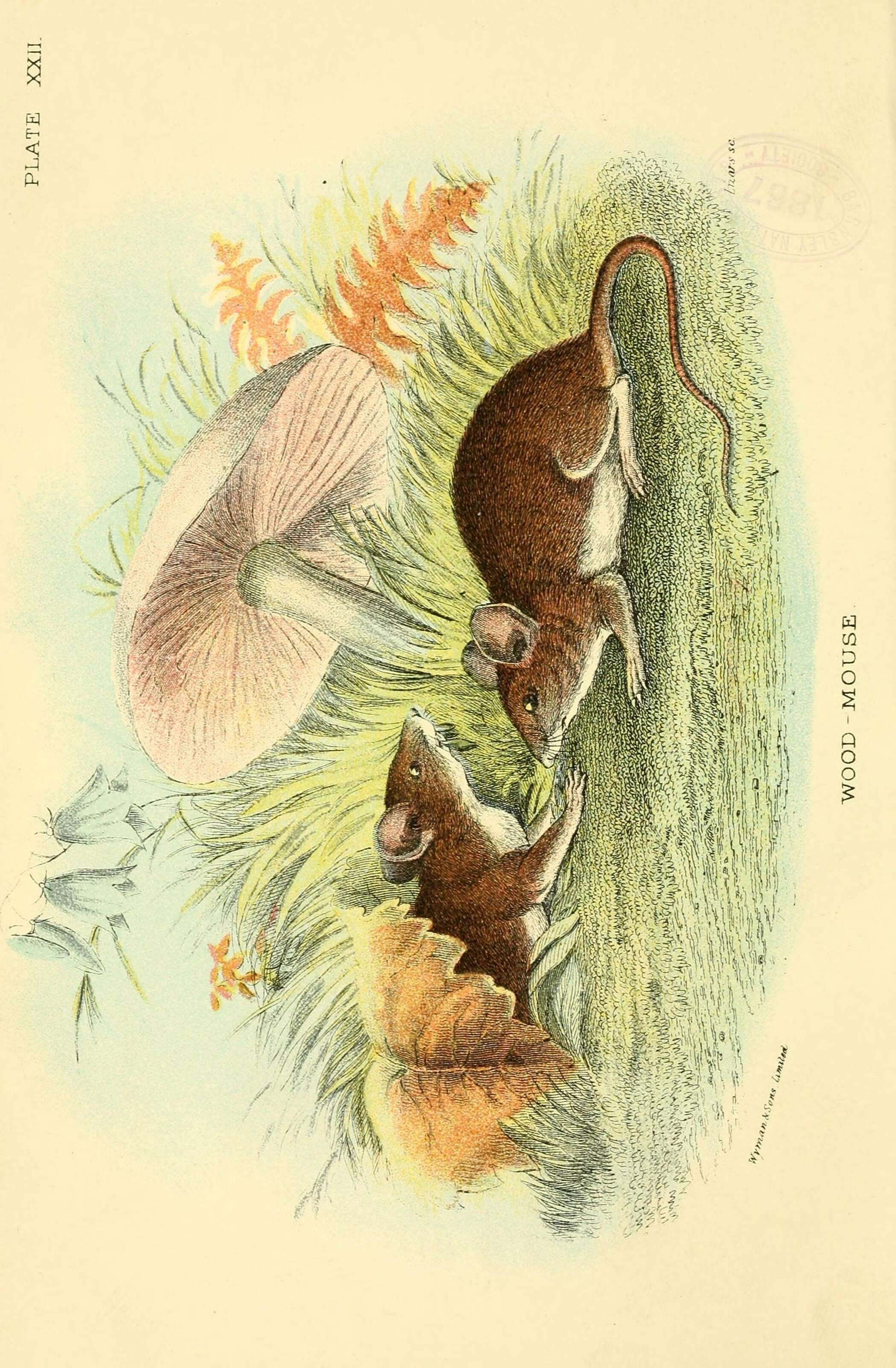 Image of wood mouse, long-tailed field mouse