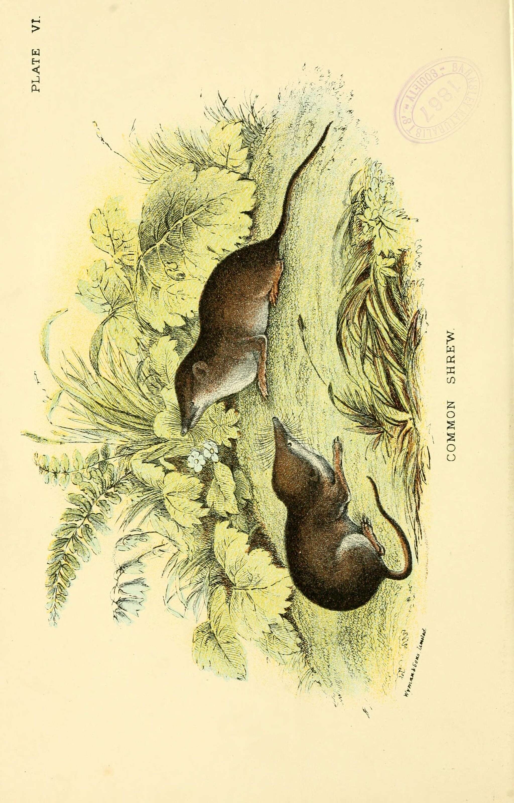 Image of Common Shrew