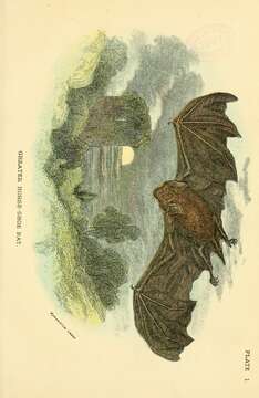 Image of Greater Horseshoe Bat