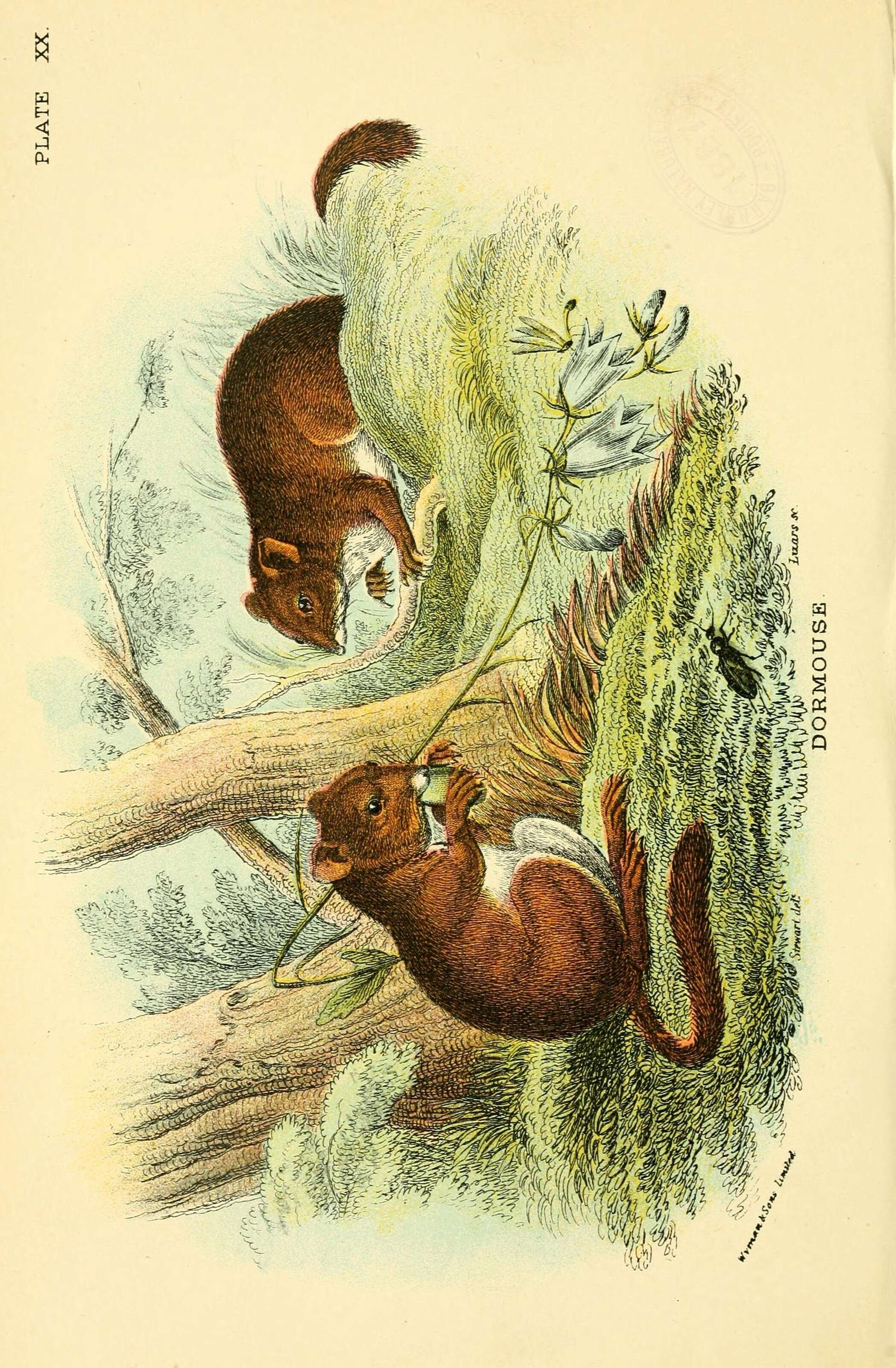 Image of hazel dormouse