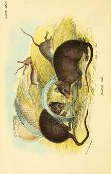 Image of Black Rat