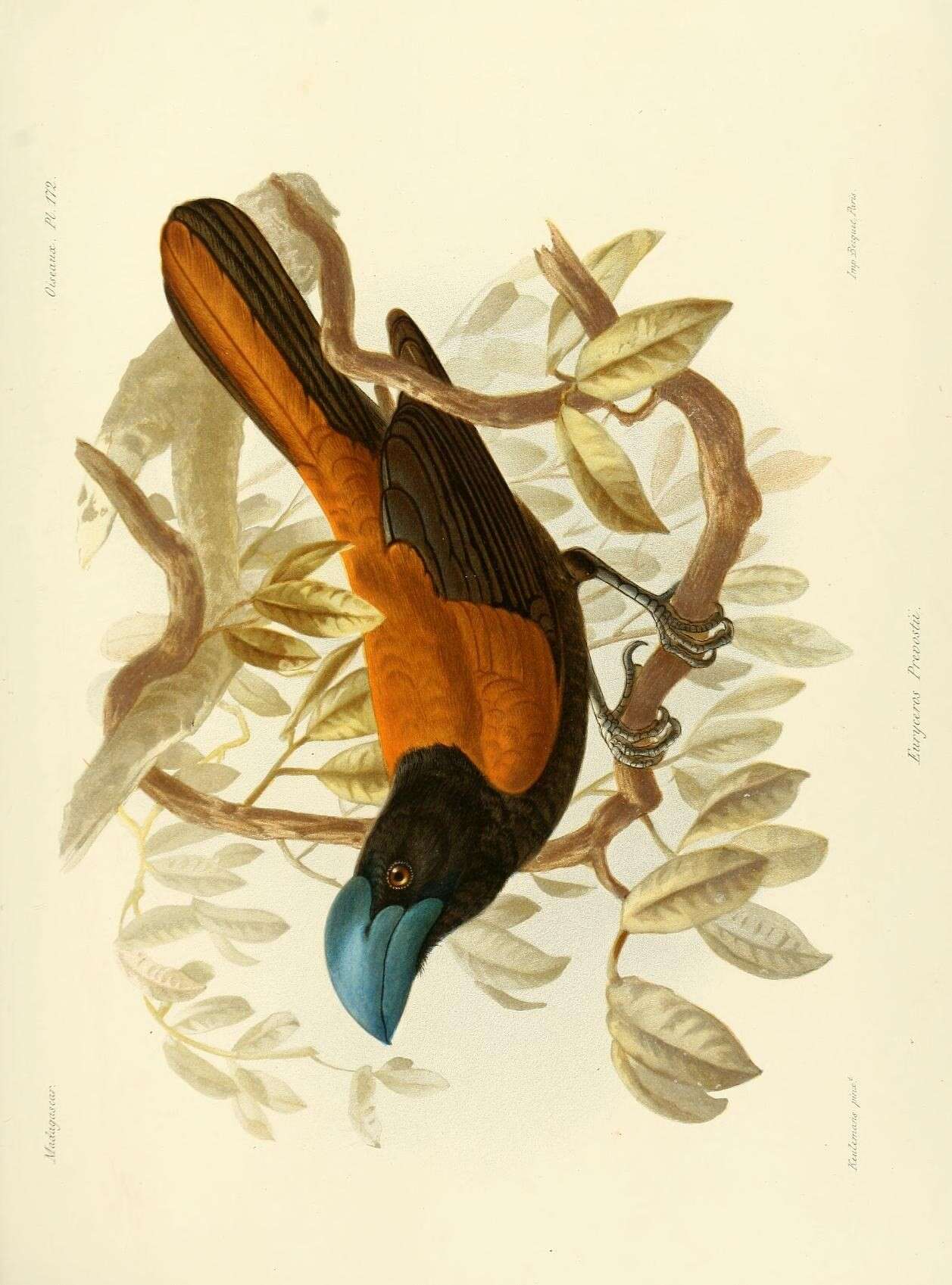 Image de Euryceros Lesson & R 1831