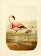 Imagem de Phoenicopterus ruber Linnaeus 1758