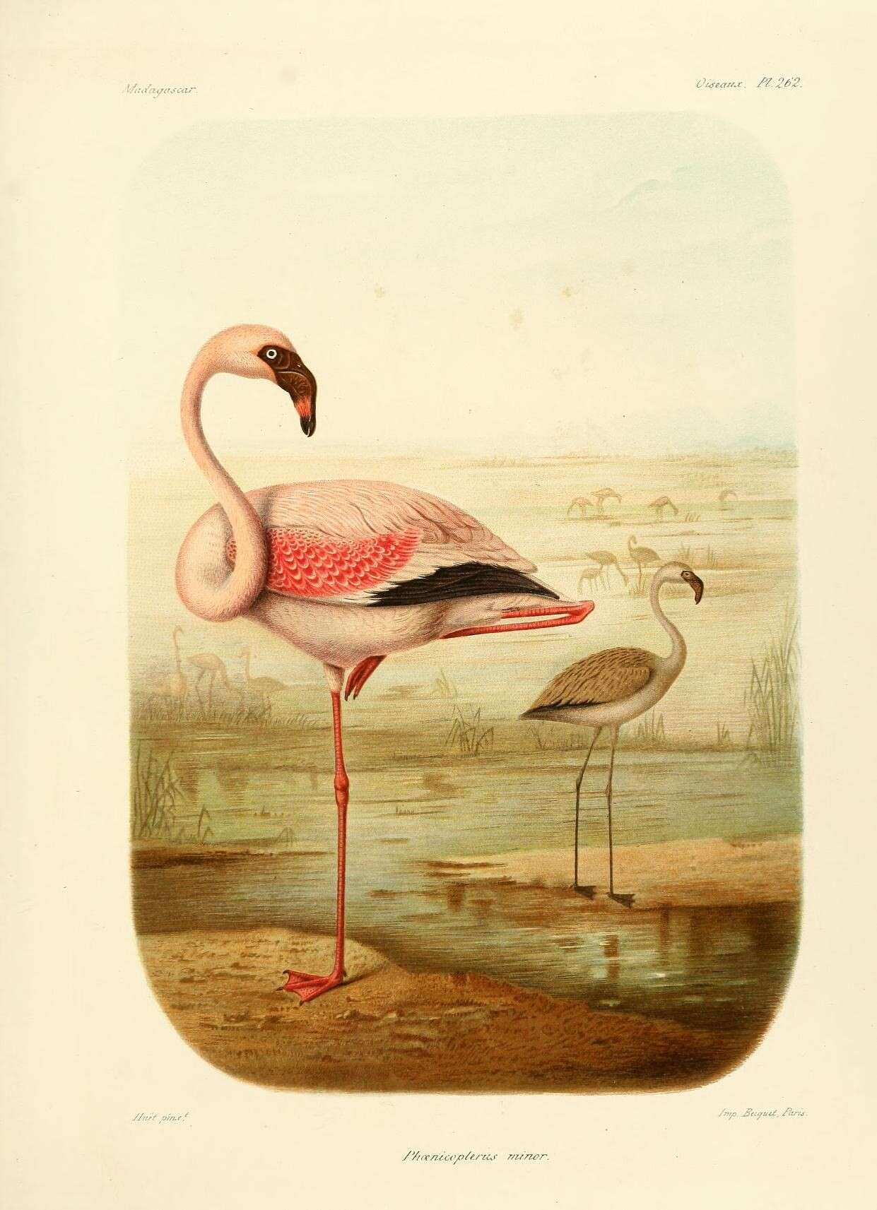 Imagem de Phoenicopterus ruber Linnaeus 1758