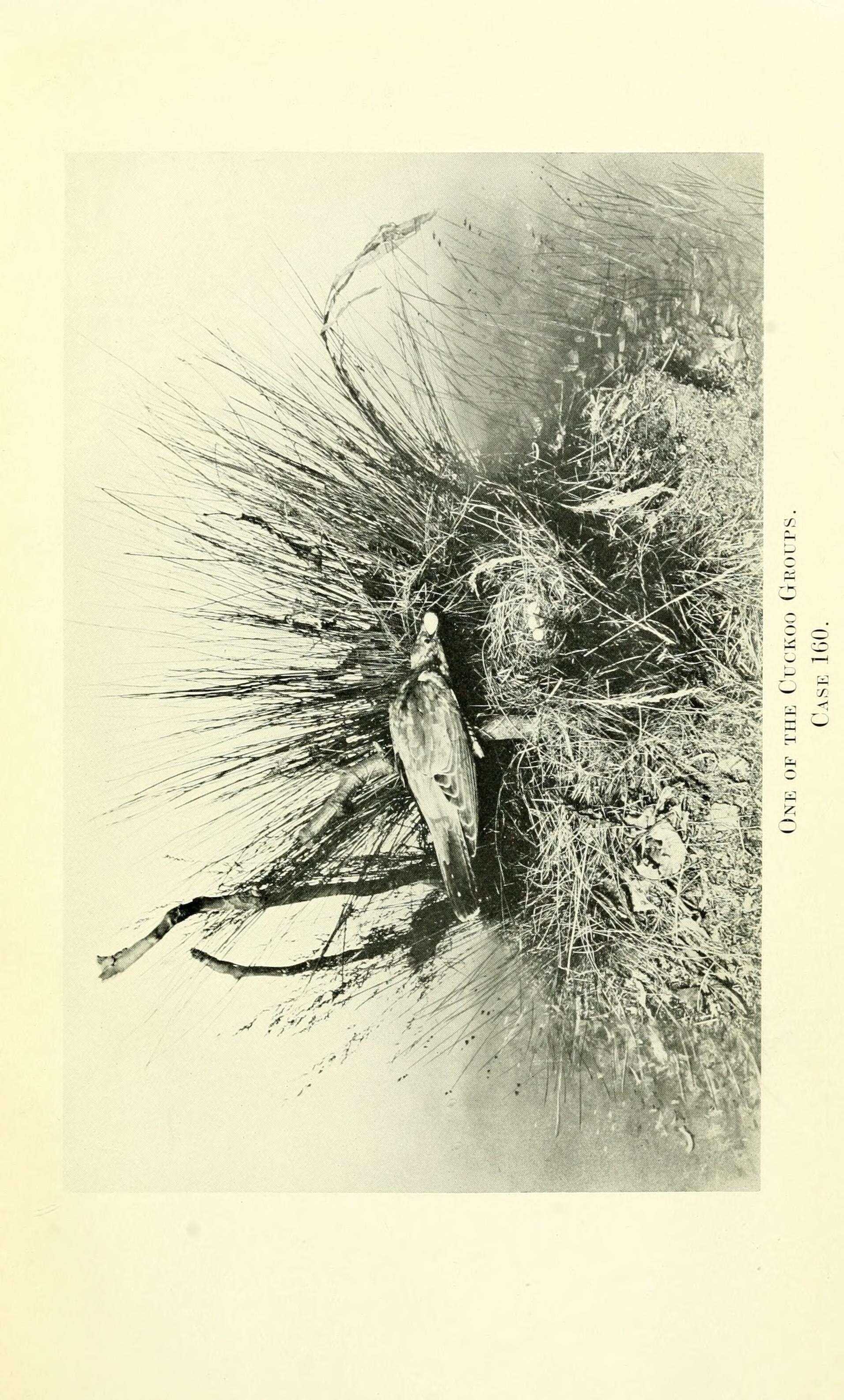 Image of Cuculiformes